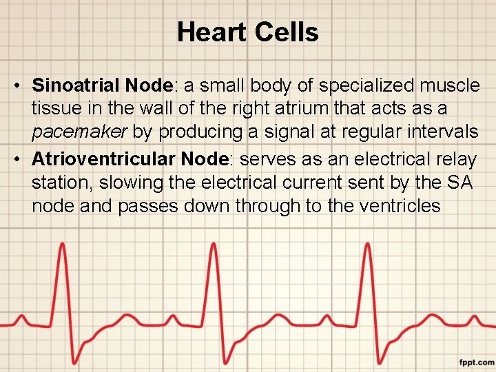Heart Cells • Sinoatrial Node: a small body of specialized muscle tissue in the