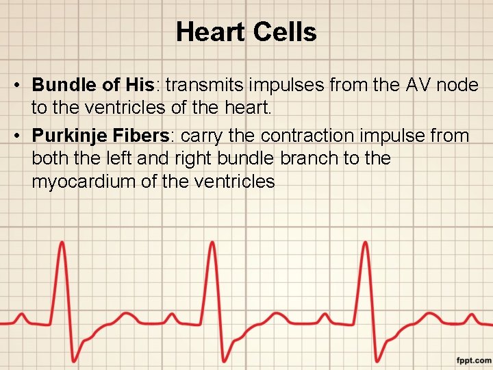 Heart Cells • Bundle of His: transmits impulses from the AV node to the