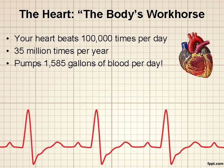The Heart: “The Body’s Workhorse • Your heart beats 100, 000 times per day