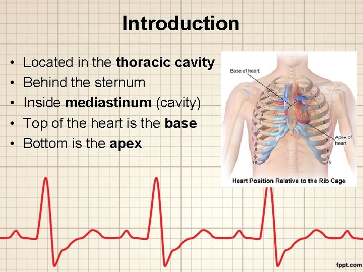 Introduction • • • Located in the thoracic cavity Behind the sternum Inside mediastinum