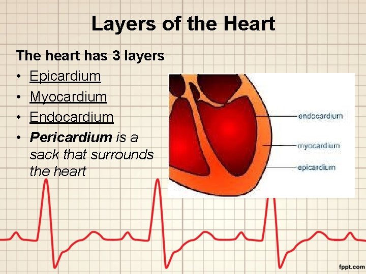 Layers of the Heart The heart has 3 layers • Epicardium • Myocardium •