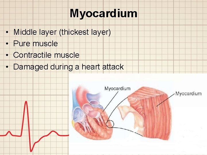 Myocardium • • Middle layer (thickest layer) Pure muscle Contractile muscle Damaged during a