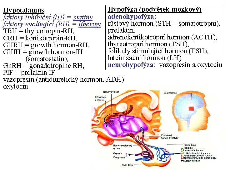 Hypofýza (podvěsek mozkový) Hypotalamus adenohypofýza: faktory inhibiční (IH) = statiny faktory uvolňující (RH) =