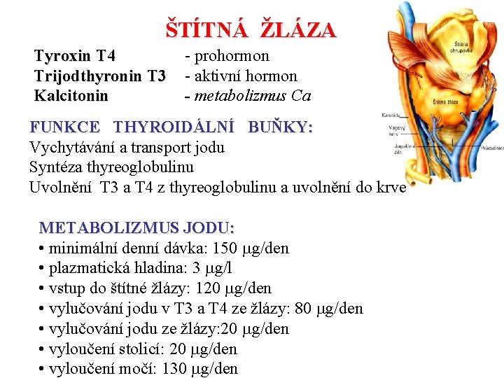 ŠTÍTNÁ ŽLÁZA Tyroxin T 4 Trijodthyronin T 3 Kalcitonin - prohormon - aktivní hormon