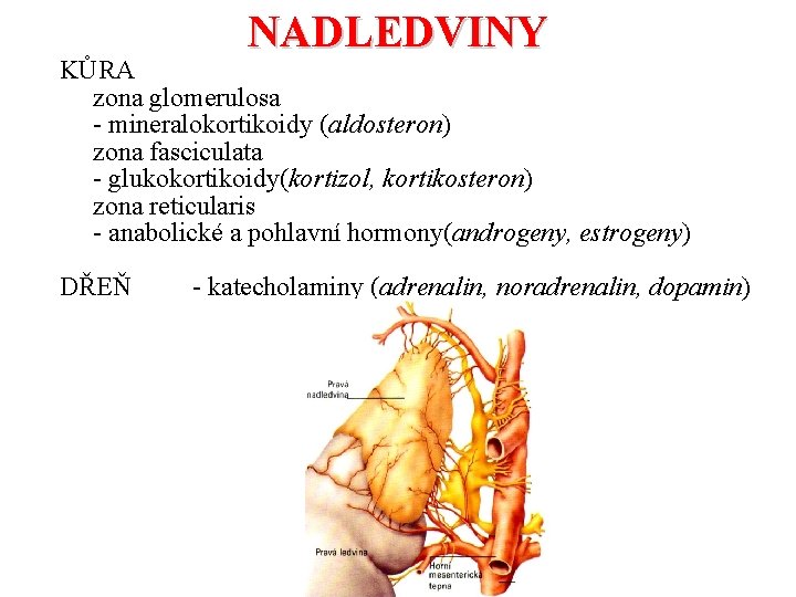 NADLEDVINY KŮRA zona glomerulosa - mineralokortikoidy (aldosteron) zona fasciculata - glukokortikoidy(kortizol, kortikosteron) zona reticularis