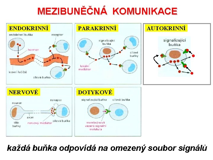 MEZIBUNĚČNÁ KOMUNIKACE ENDOKRINNÍ PARAKRINNÍ NERVOVÉ DOTYKOVÉ AUTOKRINNÍ každá buňka odpovídá na omezený soubor signálů