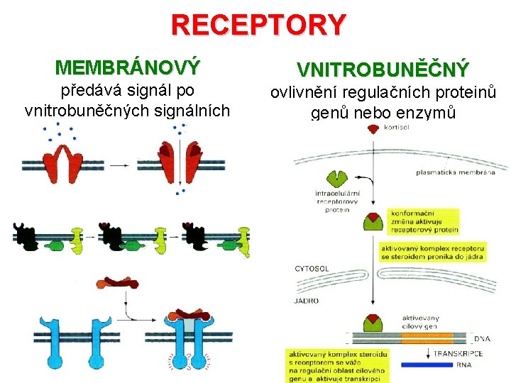 RECEPTORY MEMBRÁNOVÝ předává signál po vnitrobuněčných signálních dráhách VNITROBUNĚČNÝ ovlivnění regulačních proteinů genů nebo