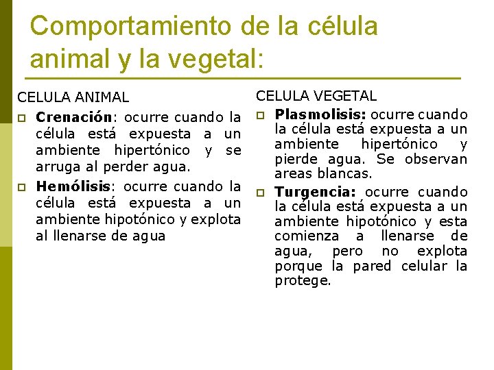 Comportamiento de la célula animal y la vegetal: CELULA ANIMAL p Crenación: ocurre cuando