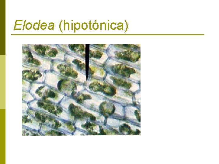 Elodea (hipotónica) 