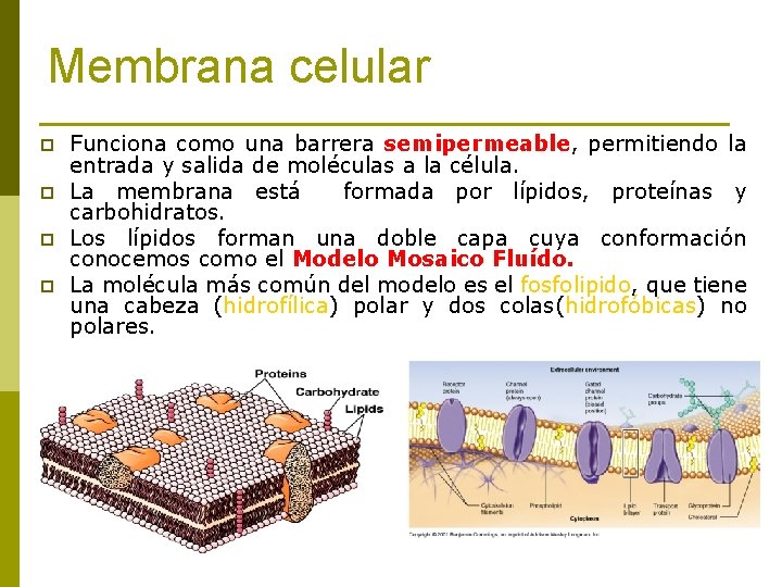 Membrana celular p p Funciona como una barrera semipermeable, permitiendo la entrada y salida