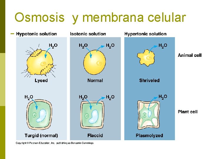 Osmosis y membrana celular 