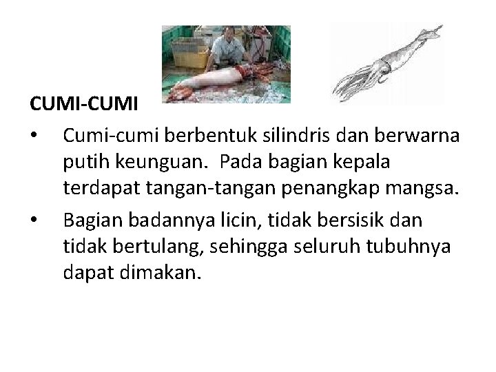 CUMI-CUMI • Cumi-cumi berbentuk silindris dan berwarna putih keunguan. Pada bagian kepala terdapat tangan-tangan