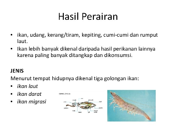 Hasil Perairan • ikan, udang, kerang/tiram, kepiting, cumi-cumi dan rumput laut. • Ikan lebih