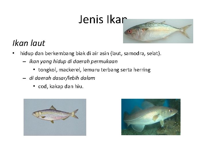 Jenis Ikan laut • hidup dan berkembang biak di air asin (laut, samodra, selat).