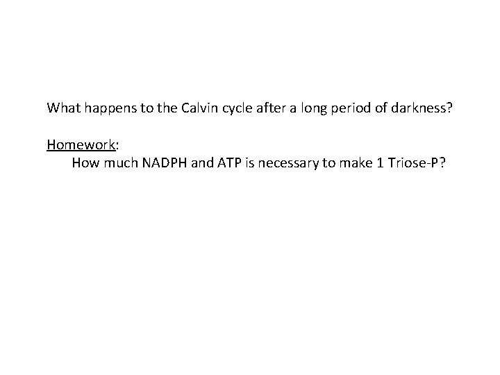 What happens to the Calvin cycle after a long period of darkness? Homework: How