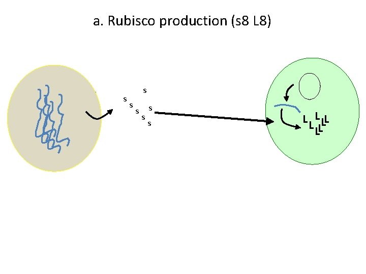 a. Rubisco production (s 8 L 8) s s s s L LL LL
