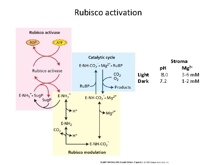 Rubisco activation Light Dark Stroma p. H Mg 2+ 8. 0 3 -6 m.