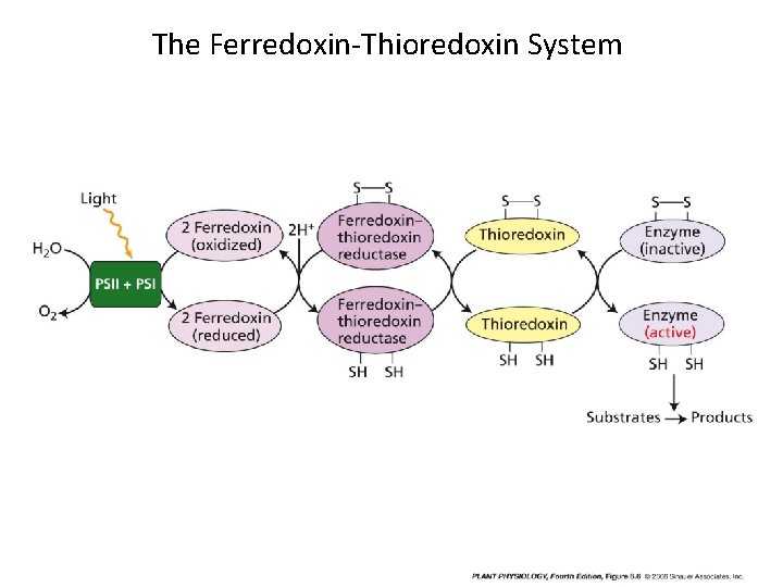 The Ferredoxin-Thioredoxin System 