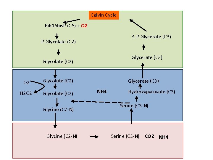 Calvin Cycle Rib 15 bis. P (C 5) + O 2 3 -P-Glycerate (C