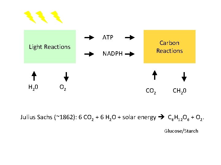 ATP Light Reactions H 2 0 O 2 NADPH Carbon Reactions CO 2 CH
