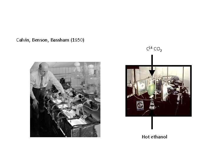 Calvin, Benson, Bassham (1950) C 14 CO 2 Hot ethanol 