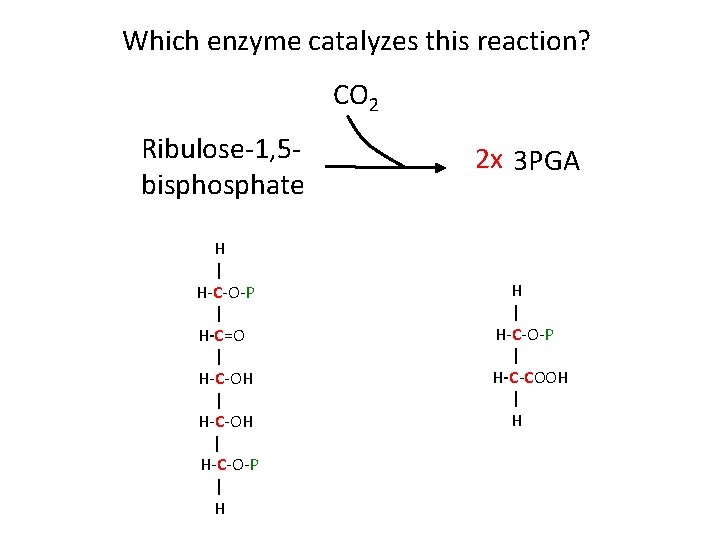 Which enzyme catalyzes this reaction? CO 2 Ribulose-1, 5 bisphosphate H | H-C-O-P |