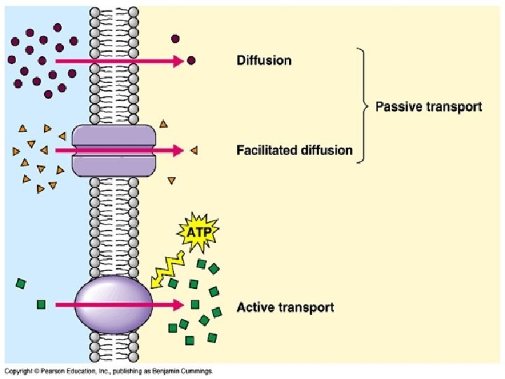 Passive Cell Transport • In passive transport, no energy is required. There are three