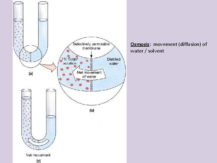 Osmosis: movement (diffusion) of water / solvent 