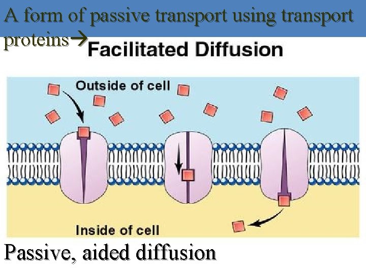 A form of passive transport using transport proteins Passive, aided diffusion 