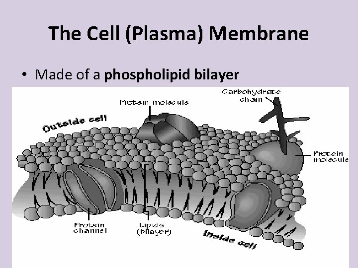 The Cell (Plasma) Membrane • Made of a phospholipid bilayer - a double layer