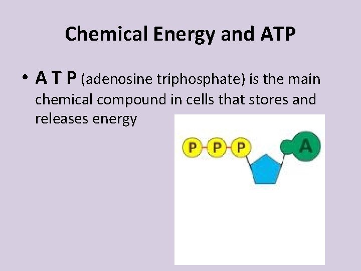 Chemical Energy and ATP • A T P (adenosine triphosphate) is the main chemical