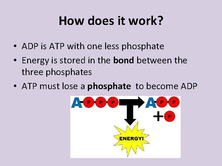 How does it work? • ADP is ATP with one less phosphate • Energy