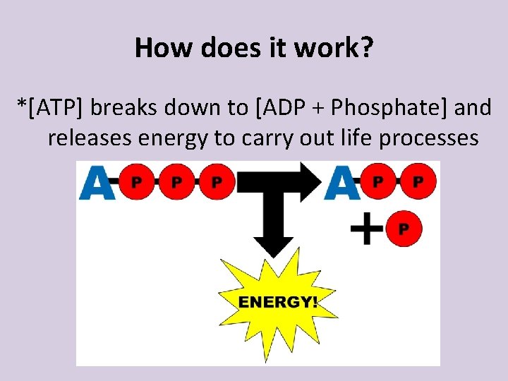 How does it work? *[ATP] breaks down to [ADP + Phosphate] and releases energy