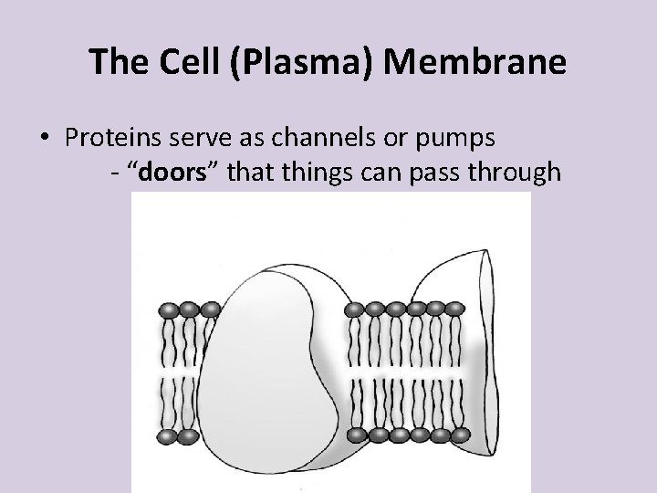 The Cell (Plasma) Membrane • Proteins serve as channels or pumps - “doors” that