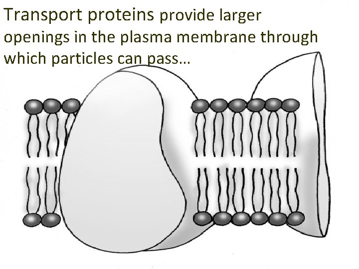 Transport proteins provide larger openings in the plasma membrane through which particles can pass…