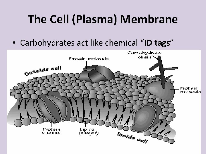 The Cell (Plasma) Membrane • Carbohydrates act like chemical “ID tags” - how cells