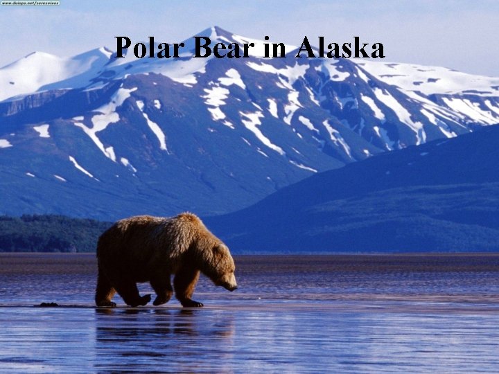 Polar Bear in Alaska 