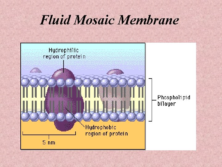 Fluid Mosaic Membrane 