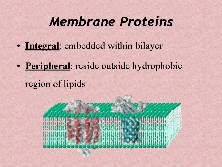 Membrane Proteins • Integral: embedded within bilayer • Peripheral: reside outside hydrophobic region of