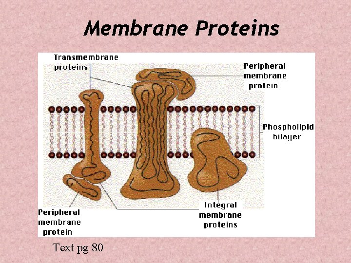 Membrane Proteins Text pg 80 