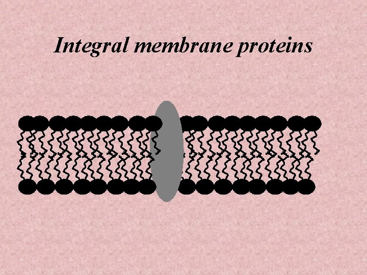 Integral membrane proteins 