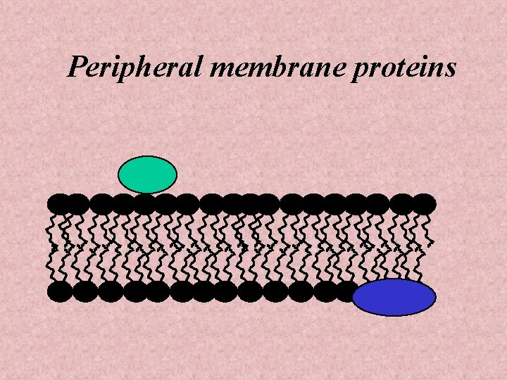 Peripheral membrane proteins 