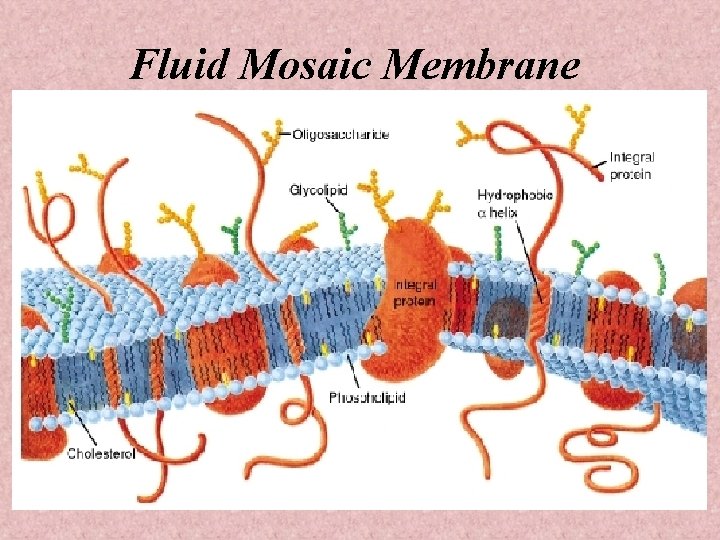 Fluid Mosaic Membrane 