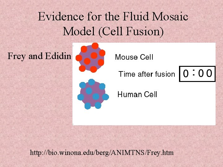 Evidence for the Fluid Mosaic Model (Cell Fusion) Frey and Edidin http: //bio. winona.