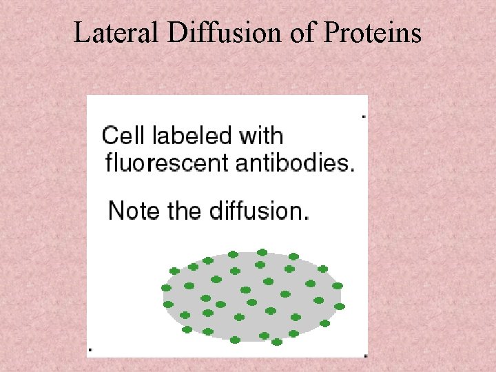 Lateral Diffusion of Proteins 