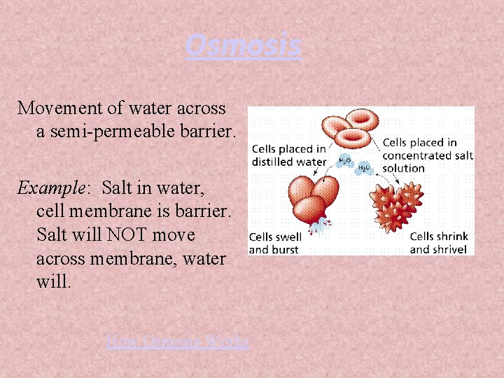 Osmosis Movement of water across a semi-permeable barrier. Example: Salt in water, cell membrane