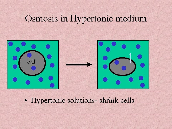 Osmosis in Hypertonic medium cell • Hypertonic solutions- shrink cells 