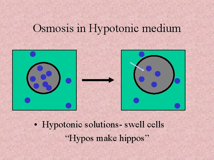 Osmosis in Hypotonic medium • Hypotonic solutions- swell cells “Hypos make hippos” 