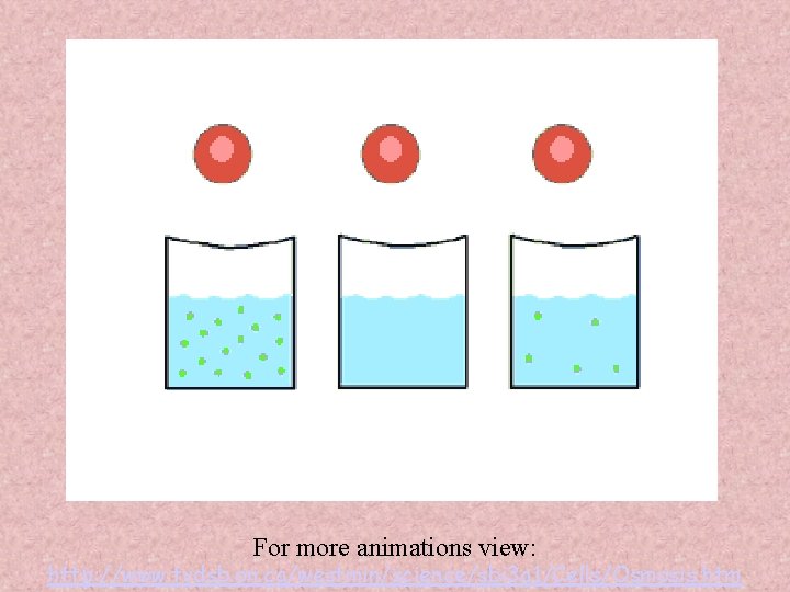 For more animations view: http: //www. tvdsb. on. ca/westmin/science/sbi 3 a 1/Cells/Osmosis. htm 