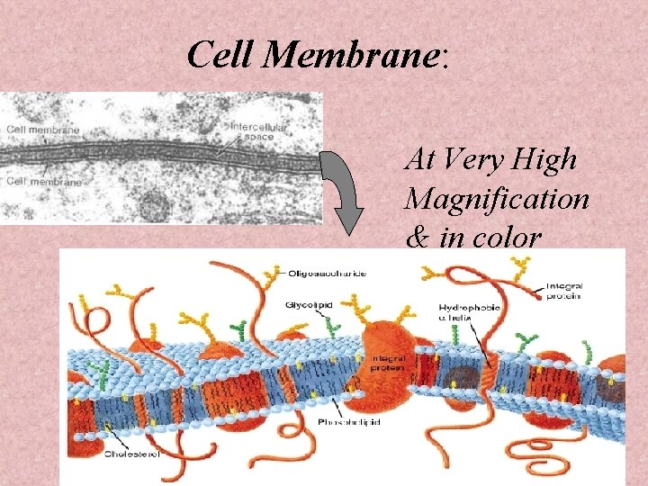 Cell Membrane: At Very High Magnification & in color 